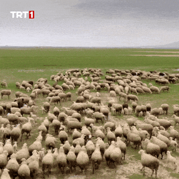 1792179108494.gif