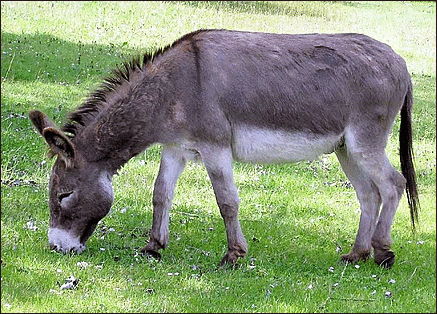 donkey.png